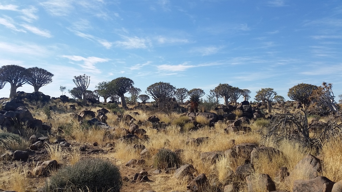 Namibia: Quiver Tree Forest (Köcherbaumwald) bei Keetmanshoop