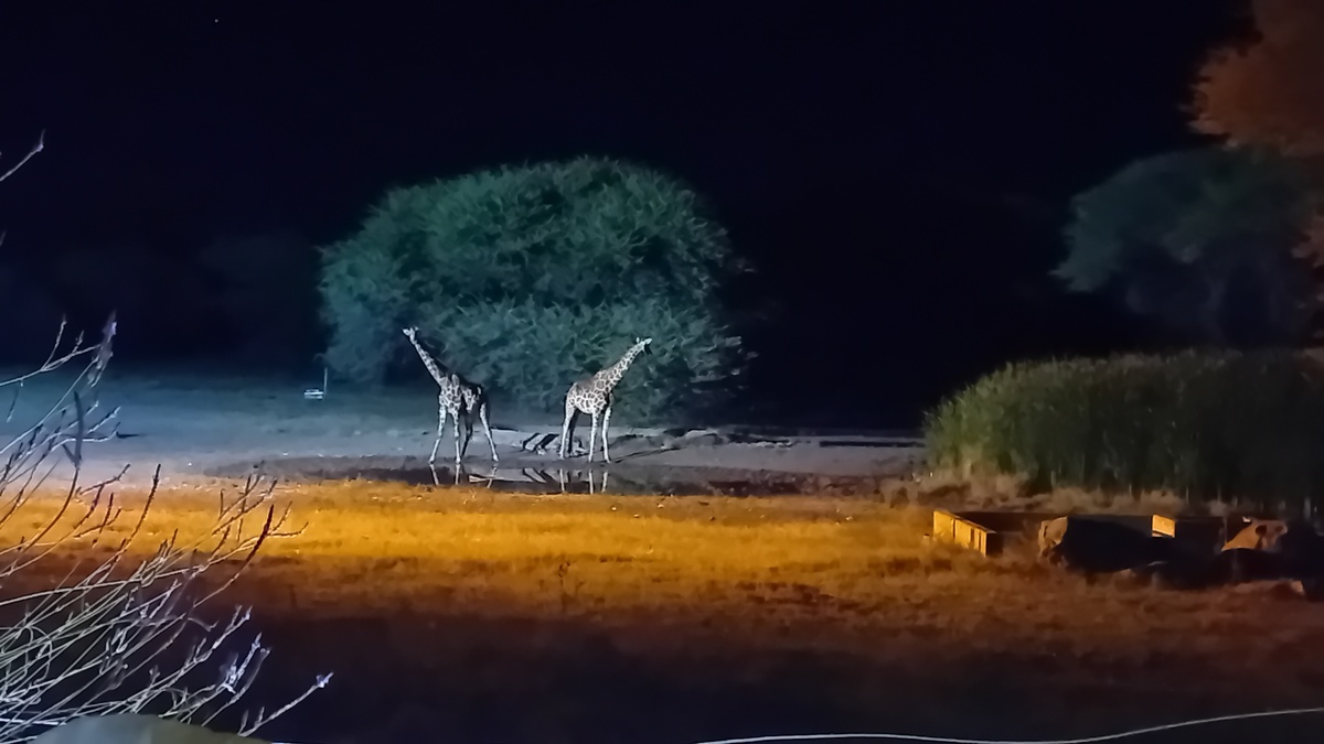 Namibia: „Gabus Game Ranch“ - Giraffen am nächtlichen Wasserloch