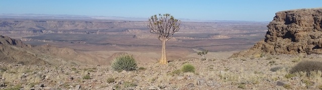 Namibia: Fish River Canyon - Köcherbaum