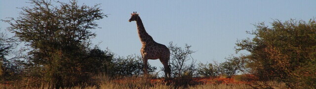 Namibia: Giraffe in der Kalahari