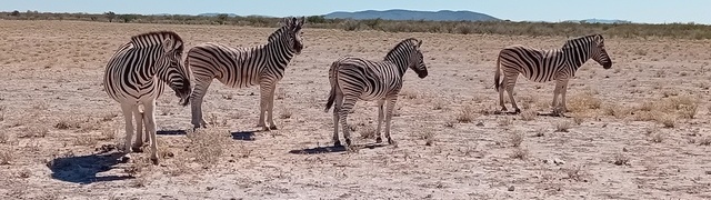 Namibia: Etosha National Park - Zebras