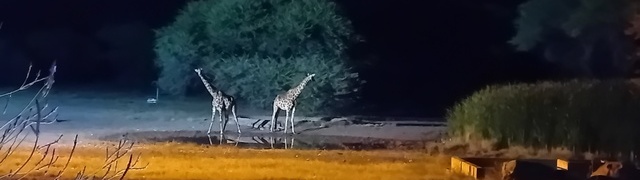 Namibia: „Gabus Game Ranch“ - Giraffen am nächtlichen Wasserloch